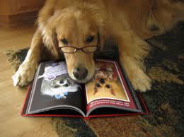 dog reading