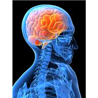 brain_2